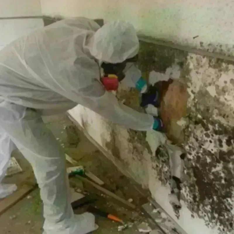 Mold Remediation and Removal in Duncanville, TX